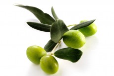 Aceite de oliva, de Jaén al mundo