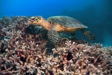 Australia creará la mayor red mundial de áreas marinas protegidas