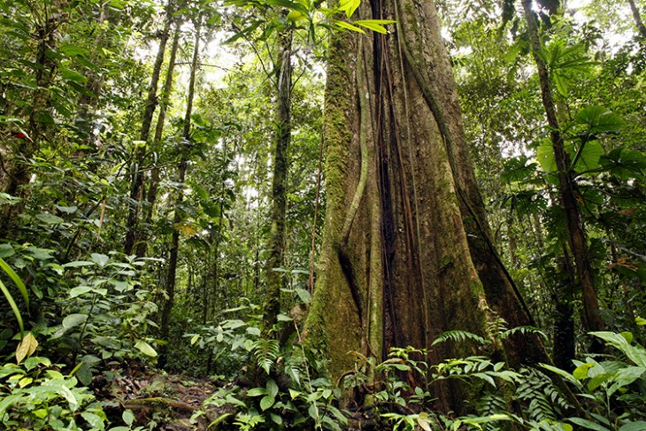 Australia, España y Brasil inician un proyecto de protección del Amazonas