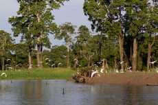 Científicos españoles y australianos investigan sobre el Amazonas